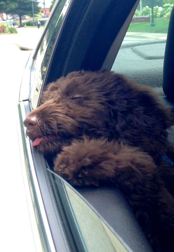My Puppy's First Time Sticking Her Head Out The Window Resulted In Pure Ecstasy