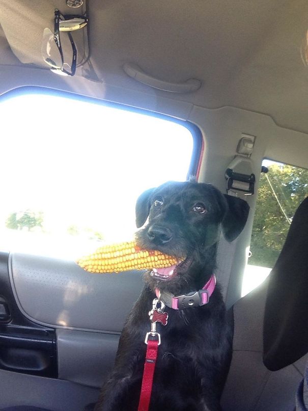 I Took My Pup To Her First Corn Field Yesterday. Needless To Say She Found A Souvenir