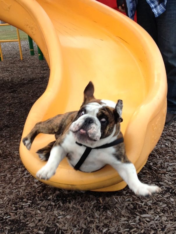 Shakespeare's First Trip Down A Slide