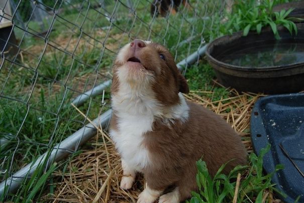 My Friend's New Puppy Doing Its First Howl