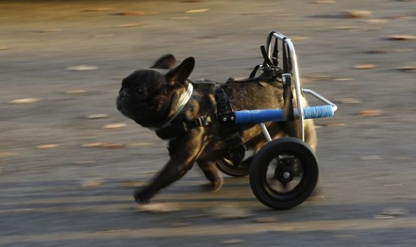 Paralyzed Dog Runs For First Time