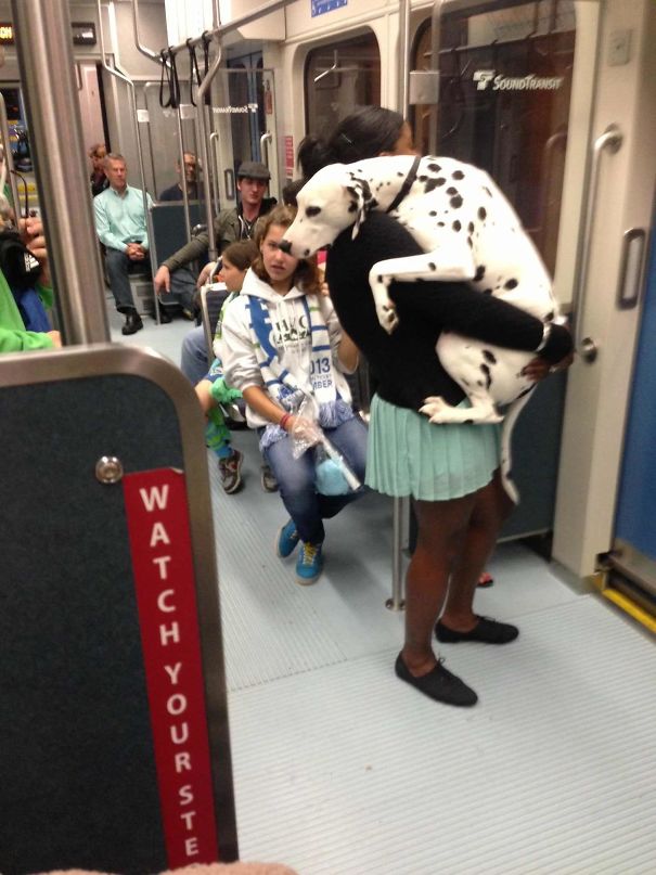 Poor Dog's Terrifying First Train Ride