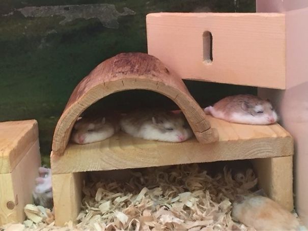 Hamsters Melting