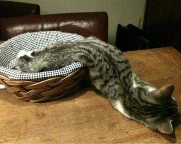 It's So Hot, Even The Cat Has Melted...