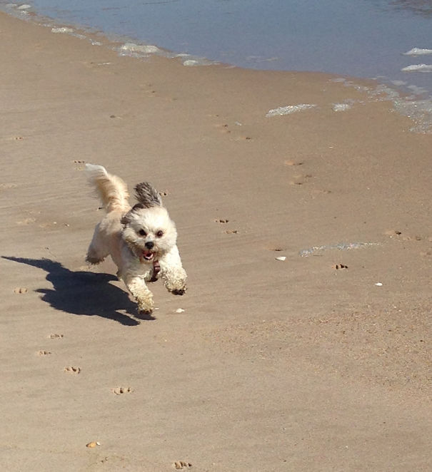 Here Is Scout The First Time She Was Let Off Leash On The Beach