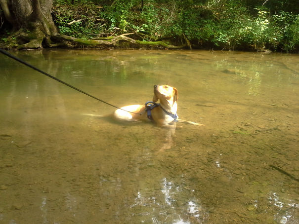 Hannah's First Time In The Creek After Being Adopted Last Summer