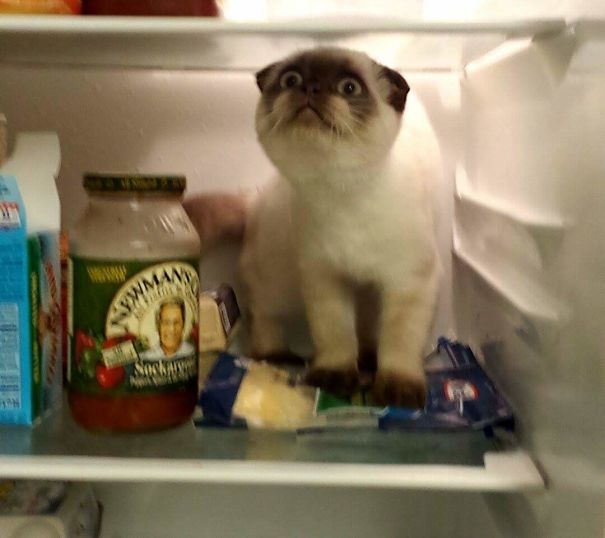 My Boy Always Tries To Jump In The Fridge When I Open It. This Is The First Time He Made It In