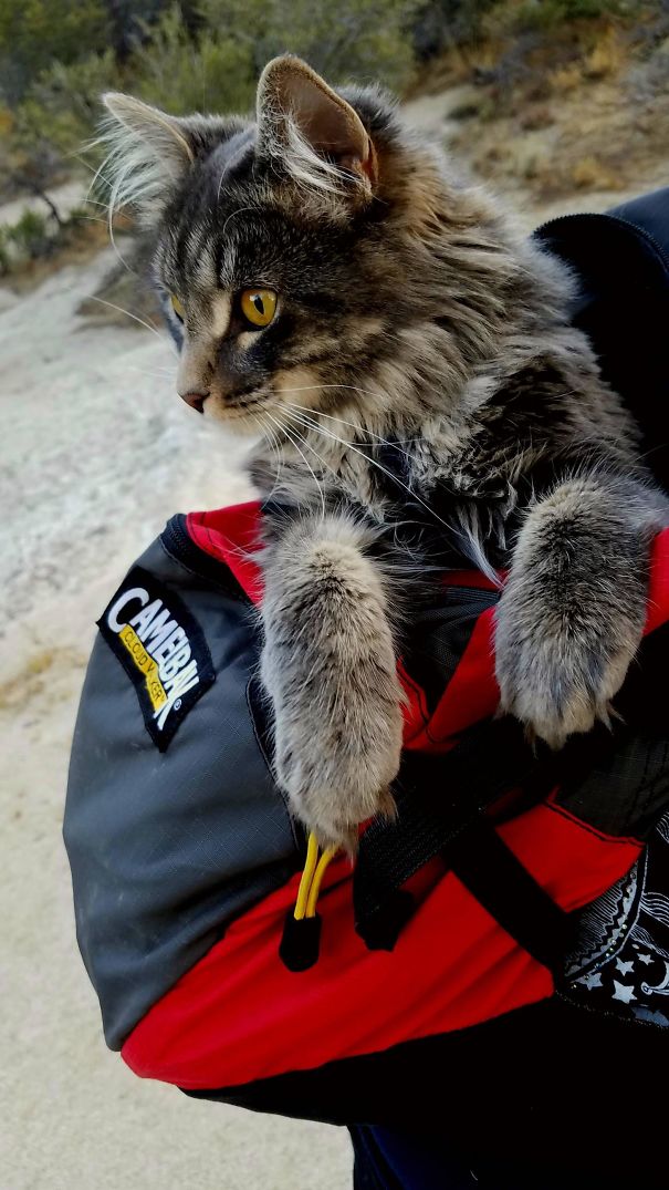 Cat In A Backpack. His First Time Hiking