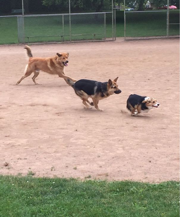 My Corgi's First Time At The Dog Park Was A Massive Success