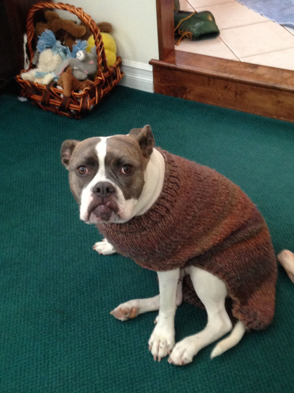 My New Dog Tried On A Sweater For The First Time