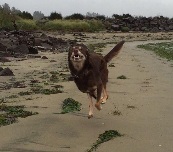 My Mom Took Her New Rescue Dog To The Beach For The First Time