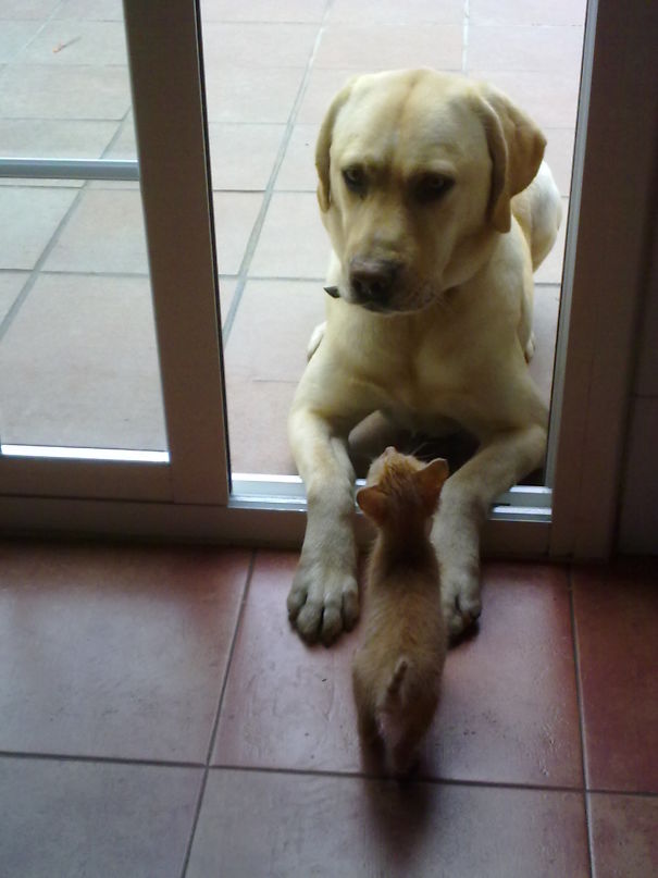 My Kitten Simba Meeting My Dog For The First Time