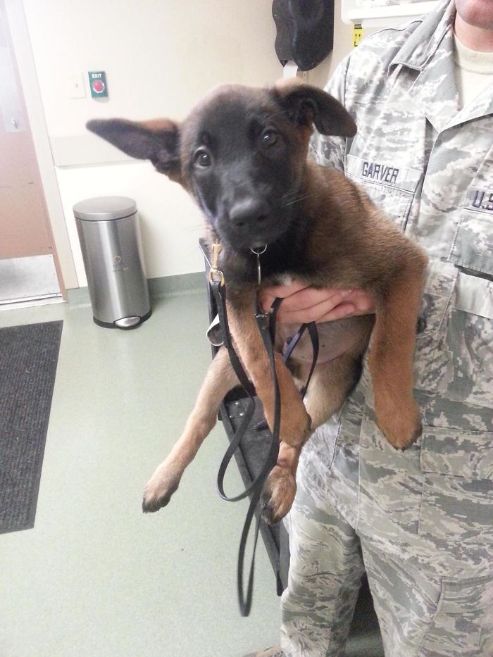 Xcalliber entrena para ser perro militar