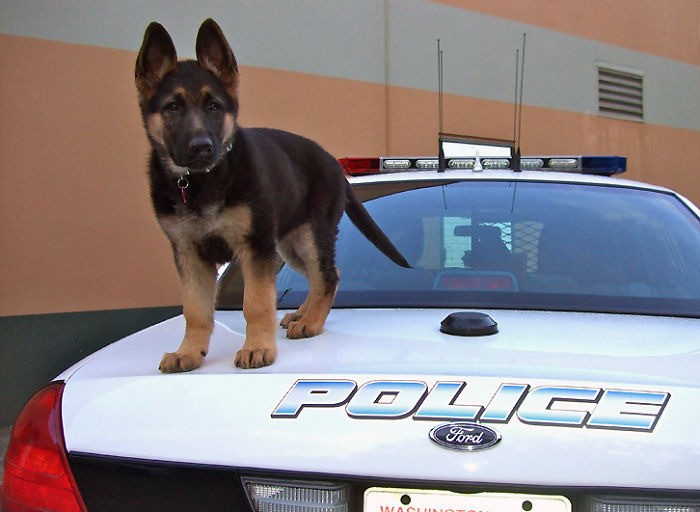 Police K-9 Puppy's First Day Of Work