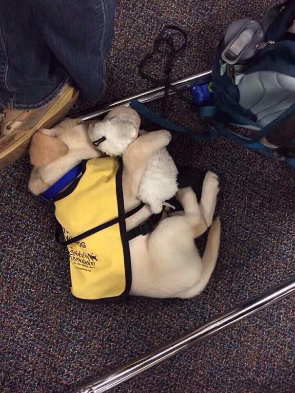 Guide Dog Puppy With His Teddy Bear
