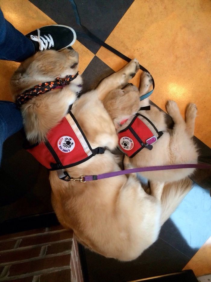 Dos perros de servicio tras trabajar duro