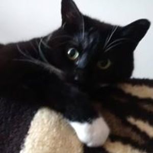 cynical_mushroom avatar