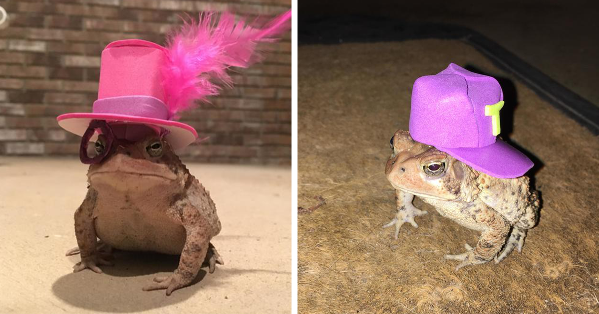 This Toad Kept Coming To This Guy’s Porch, So He Started Making Him Tiny Hats