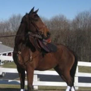 cathyannsavino-kedzierskithoroughbredhunterlady