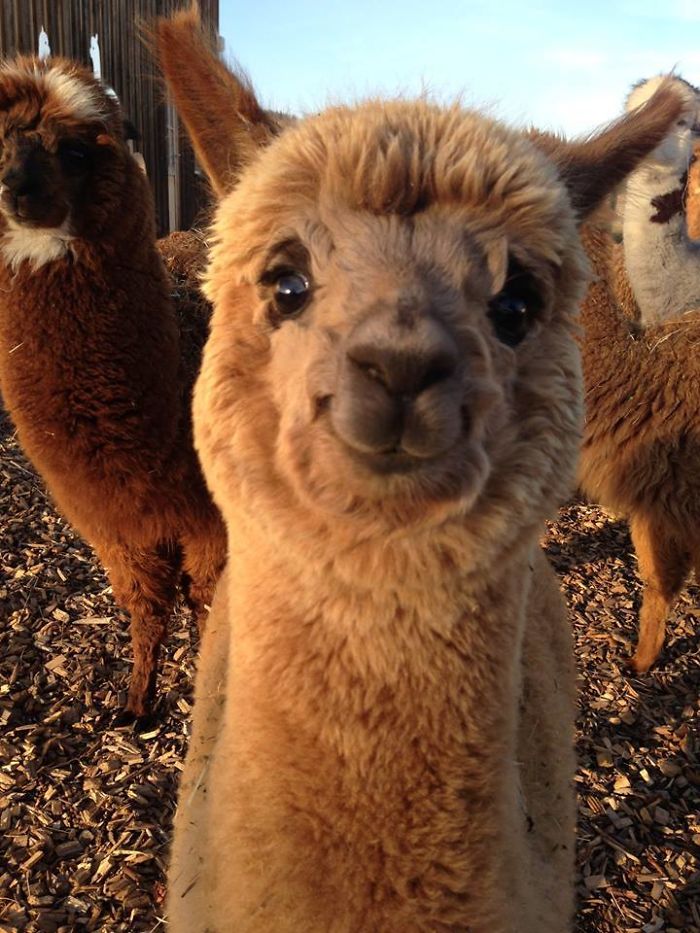 This Cute Smiling Alpaca