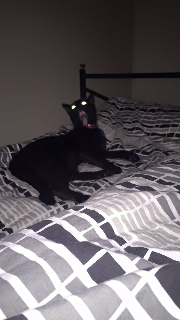 Tried To Take A Photo Of My Cat, Summoned A Demon