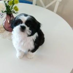 gail_sa_duncan avatar