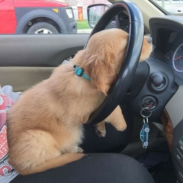 When You're On That 9-5 Grind Stuck In Traffic But You're Just A Puppy