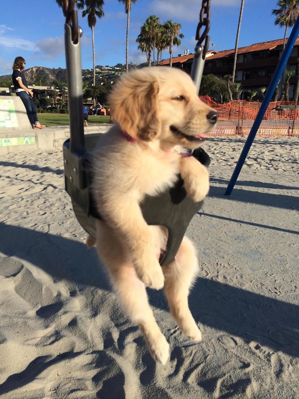 How Could You Not Love A Golden Retriever Puppy In A Swing