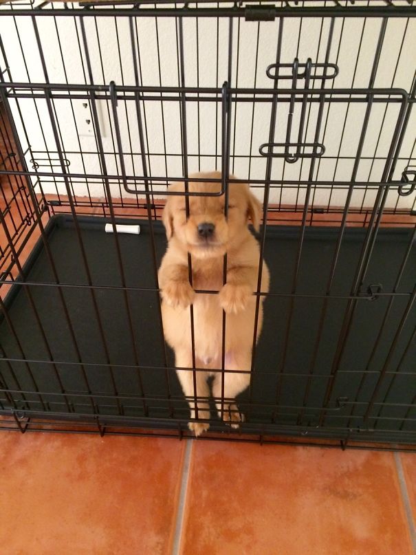 Let Me Out Of This Kennel Please!