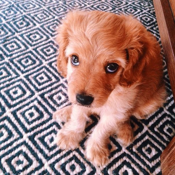 This Little Bugger Has Perfected "Puppy Dog Eyes"