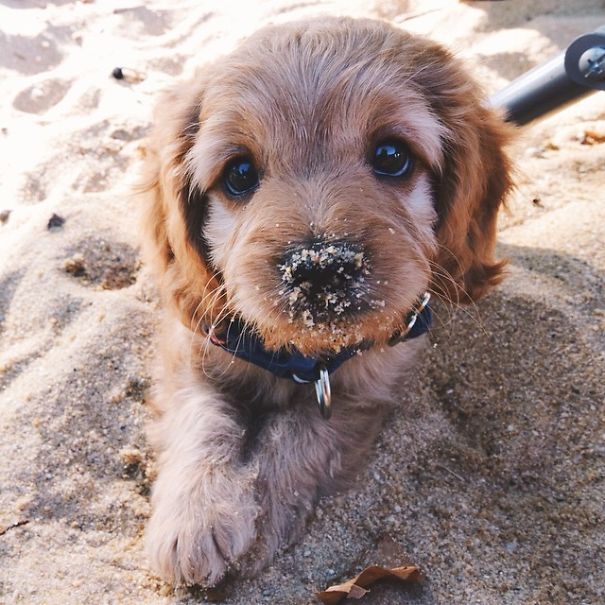 Cooper's First Time At The Beach