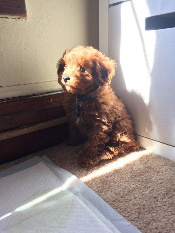 My New Puppy Basking In The Sun
