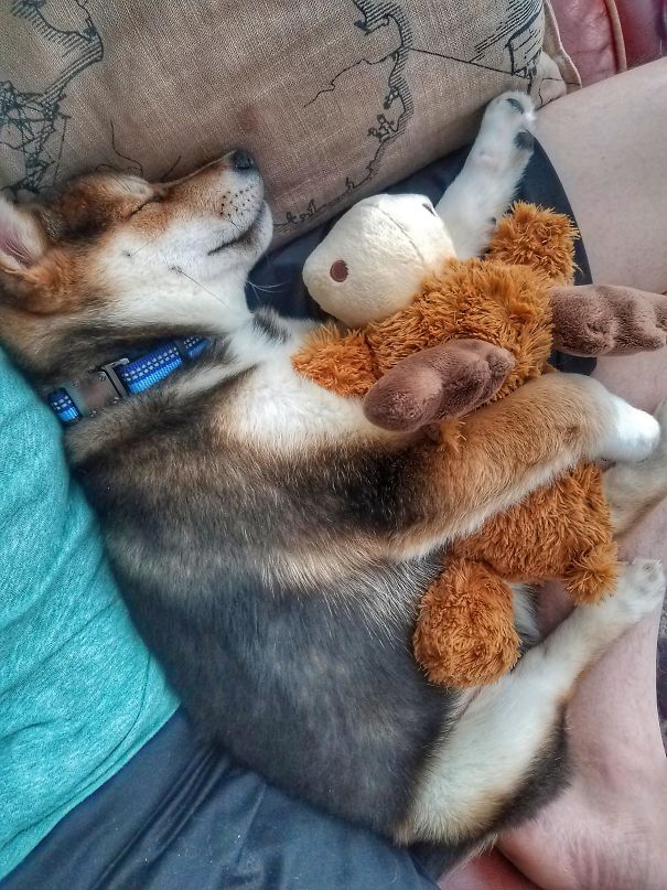 Just Adopted This Good Boy. He Loves His Moose