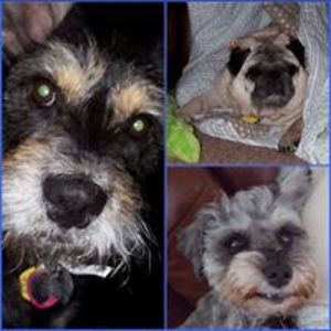 butlerdawgsamh avatar