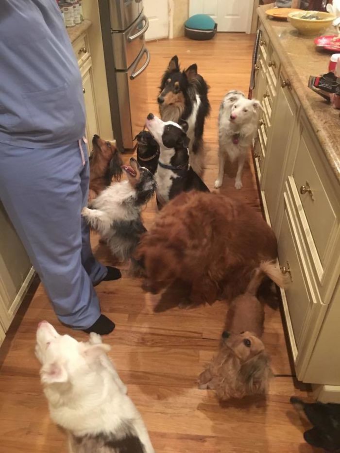 My Mom Rescues Dogs. She Has A Lot Of Kitchen Helpers