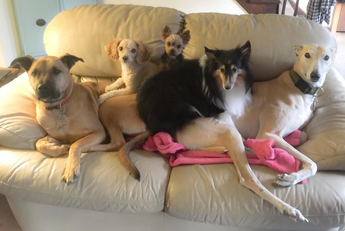 My Five Dogs May Be Very Different, But They Are A True Pack