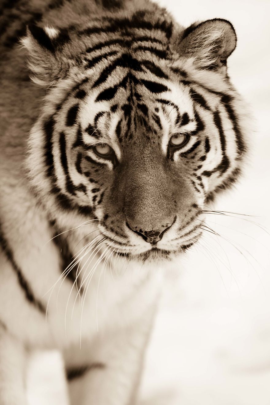 Big Cats: I’ve Spent 10 Years Photographing These Wild And Loving Creatures (Part 3)