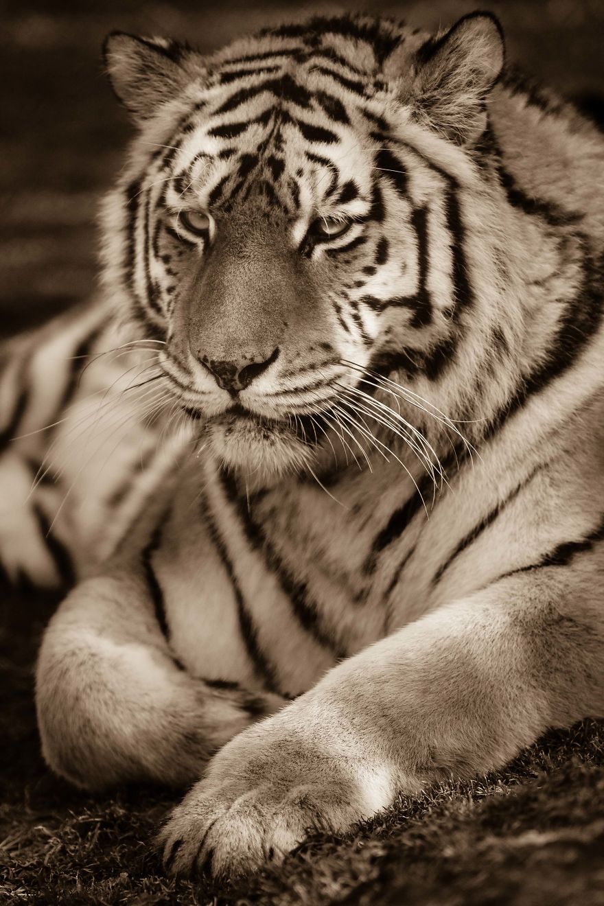 Big Cats: I’ve Spent 10 Years Photographing These Wild And Loving Creatures (Part 3)