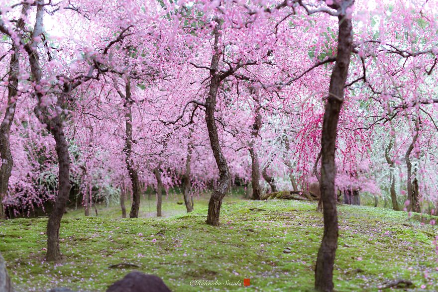 I Captured Plum Bloom In Japan