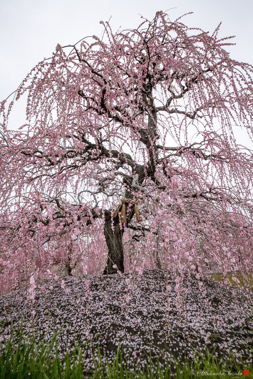 I Captured Plum Trees Blooming In Japan
