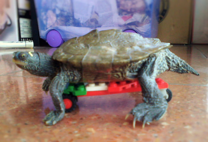 I Attached A Lego Skateboard To My Turtle. He Didn't Like It At All And Looked At Me Like "are You Calling Me Slow, B*tch?"