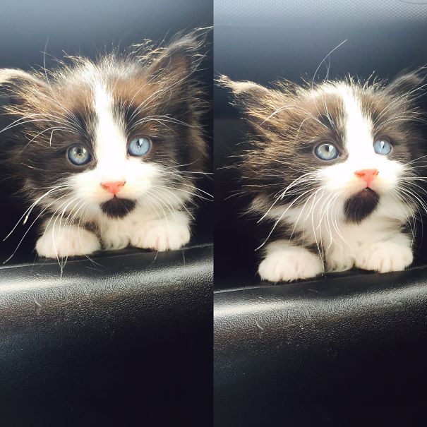 Waffle's First Car Ride At 6 Weeks Old💕