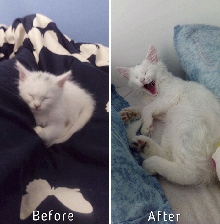 A Girl From Latvia Rescued More Than 350 Homeless Cats During Last 2 Years