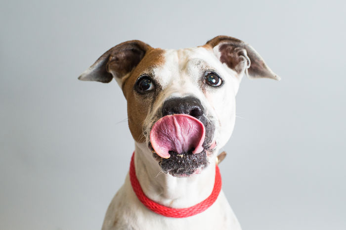 I Photographed Senior Pups Eating Peanut Butter To Help Them Get Adopted