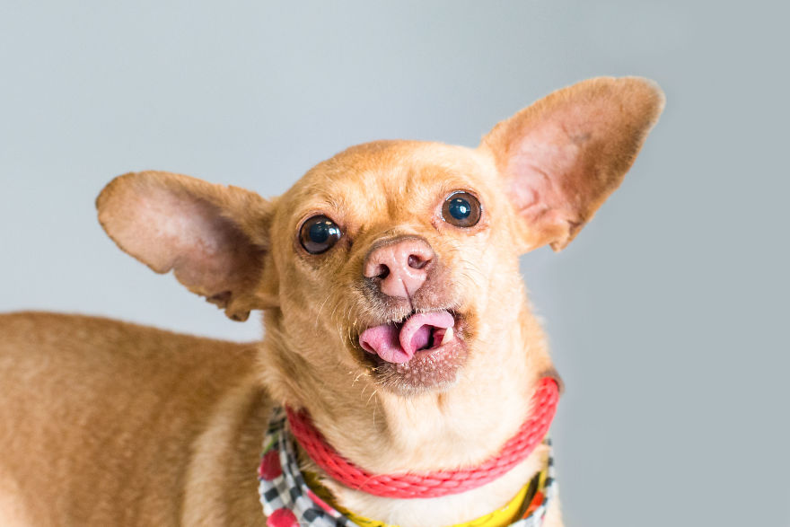 Willow - A1650275 - 7 Year Old Female Chihuahua