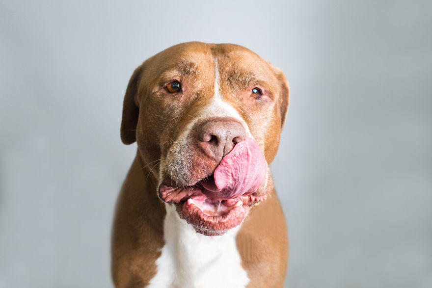 King - A1682935 - 7 Year Old Male American Staffordshire Terrier