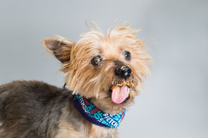 A1684442 - 8 Year Old Blind And Deaf Male Yorkshire Terrier