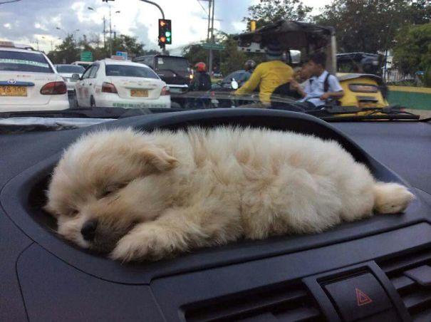 The Car With A Puppy Holder