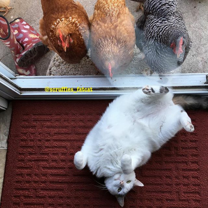 This Cat Has No Idea Why Chicks Are Going Crazy Over Him