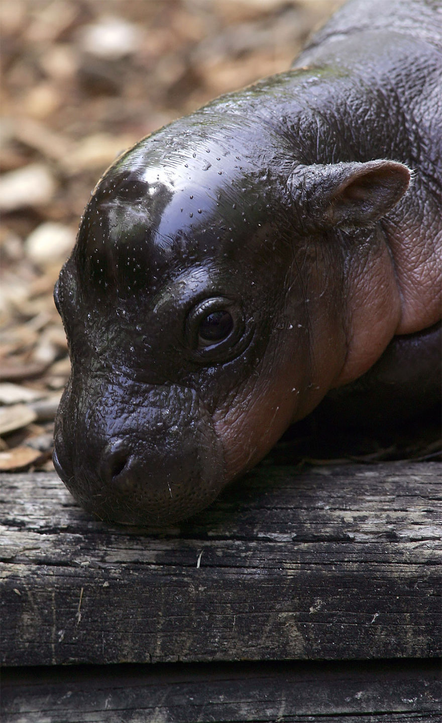 Baby Pygmy Hippopotamus Is Ridiculously Cute!